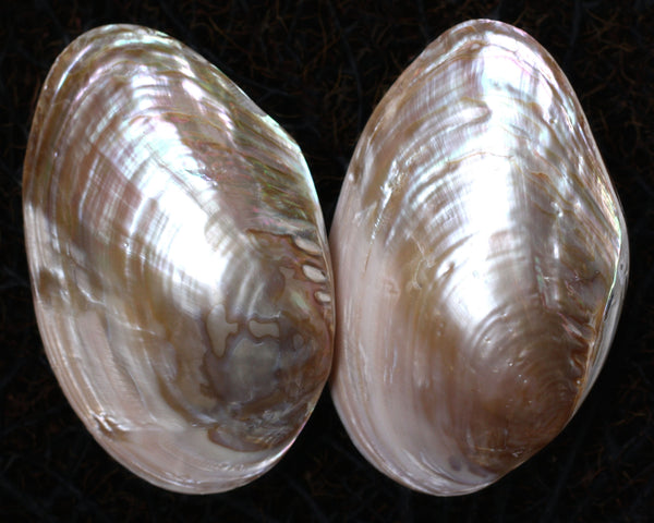 Pearled Pink Champagne Mussel Shell Pair